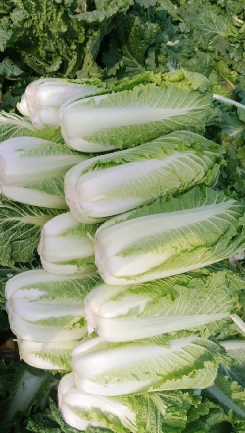 蔬菜，北京新三号大白菜，产地直发，货源充足！