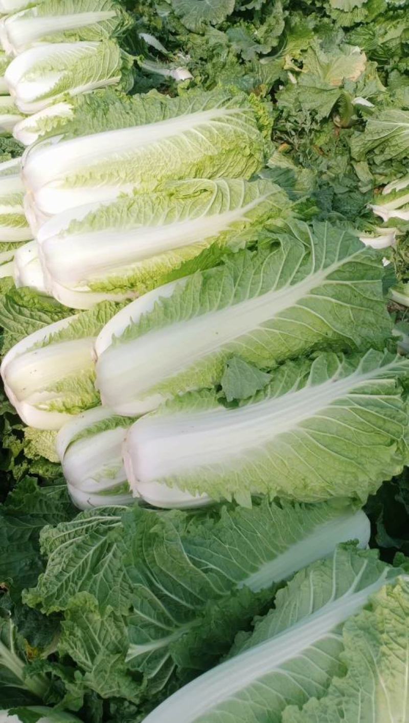 蔬菜，北京新三号大白菜，产地直发，货源充足！