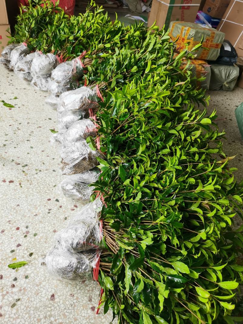 桂花苗30～50公分高，品质好，价格低。量大价格优惠。