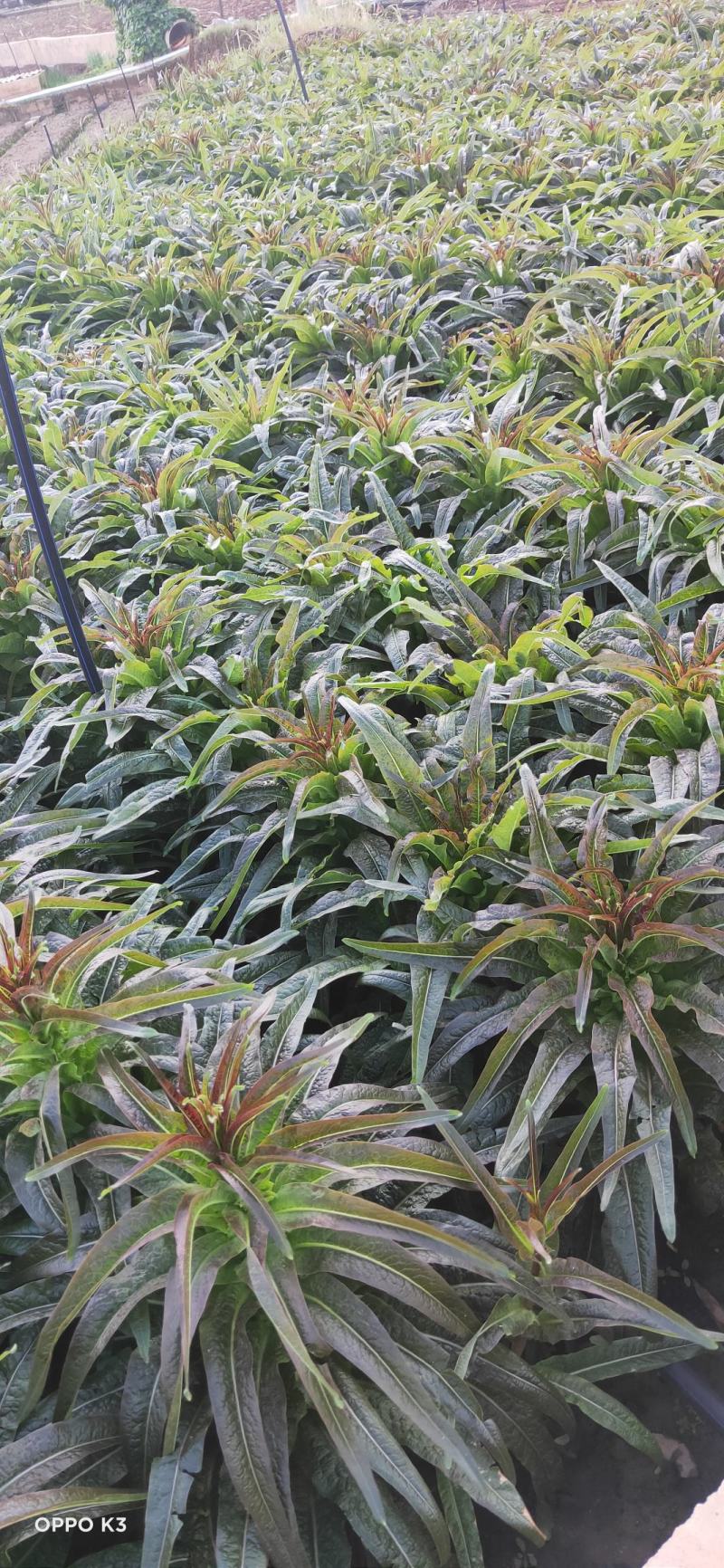 云南香笋苗-紫叶香笋苗绿叶香笋苗-品种齐全-质优价廉