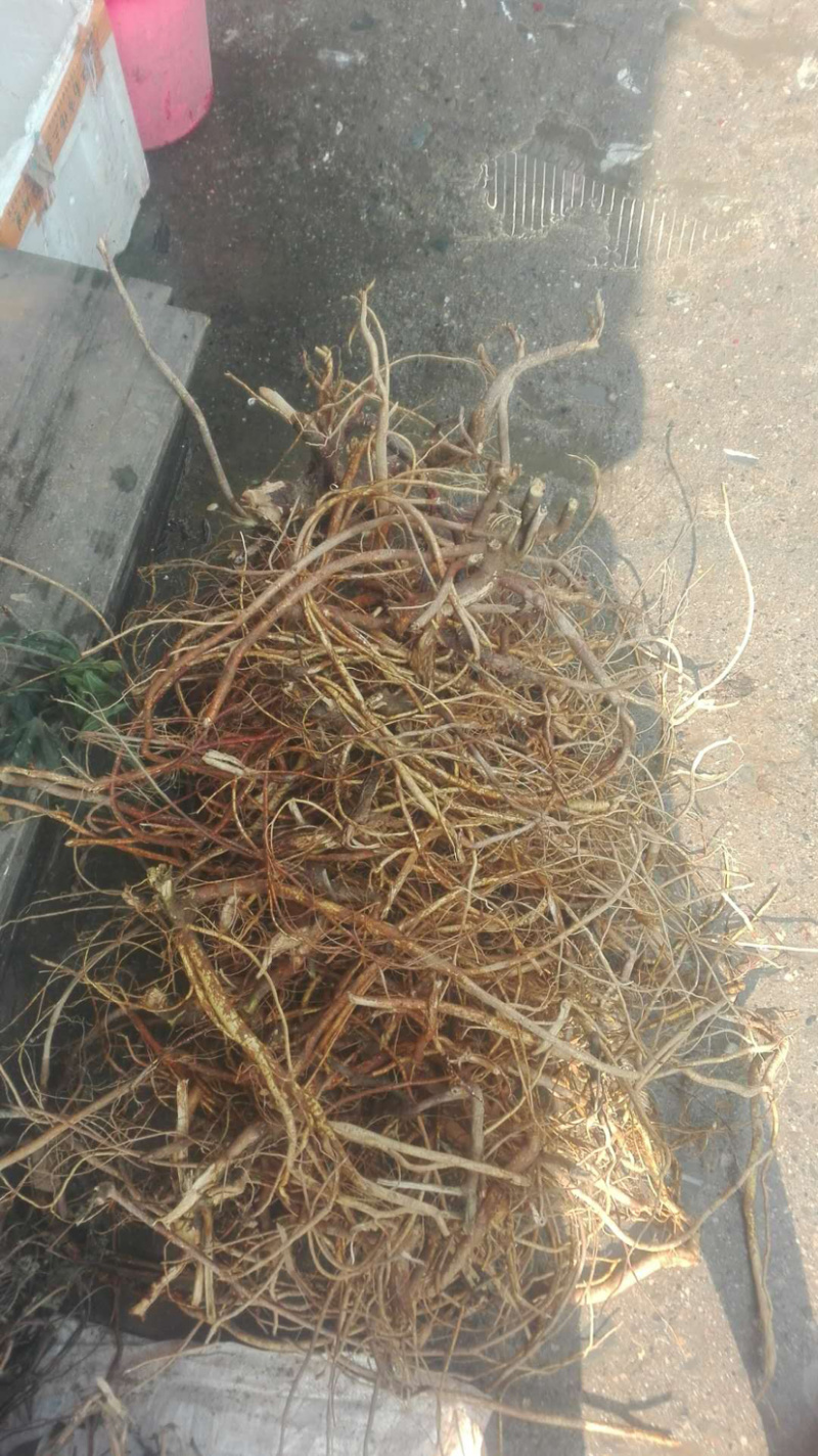 大山的的野生五指毛桃