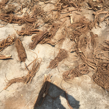 大山的的野生五指毛桃