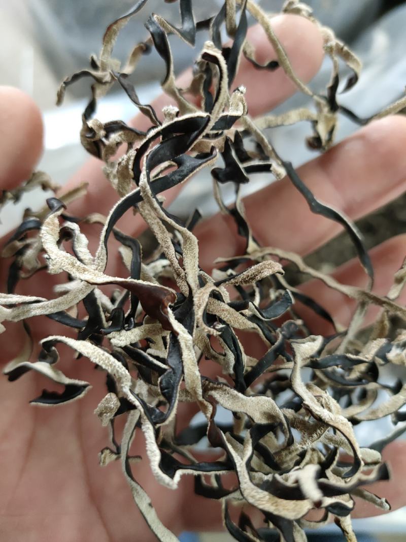 木耳丝木耳丝木耳丝木耳