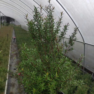 松红梅基地，澳洲茶工程货，松红梅基地价