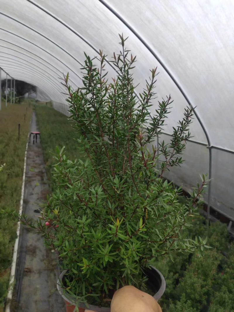 松红梅基地，澳洲茶工程货，松红梅基地价