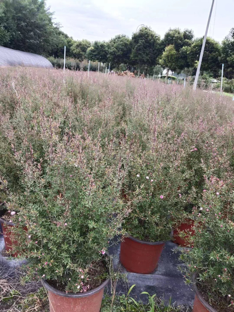 松红梅基地，澳洲茶工程货，松红梅基地价