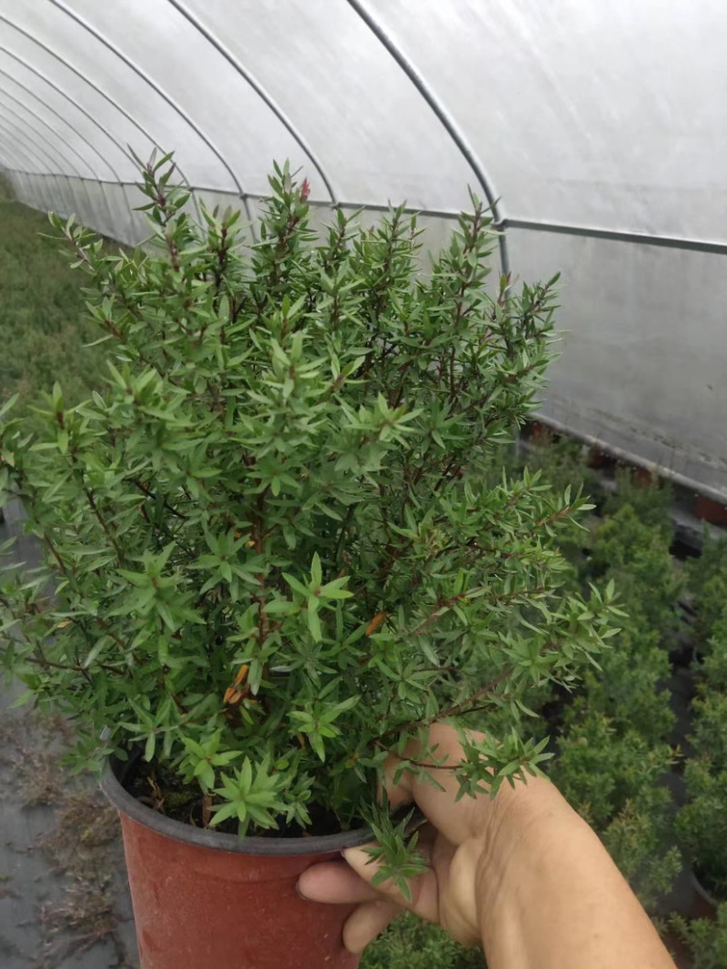 松红梅基地，澳洲茶工程货，松红梅基地价