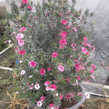 松红梅基地，澳洲茶工程货，松红梅基地价