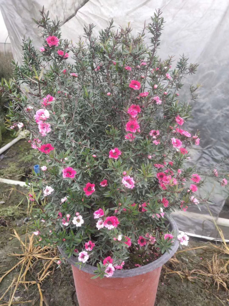 松红梅基地，澳洲茶工程货，松红梅基地价