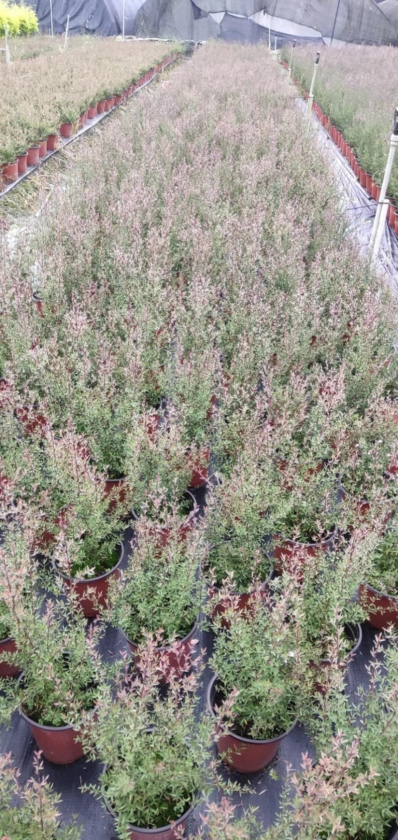松红梅基地，澳洲茶工程货，松红梅基地价