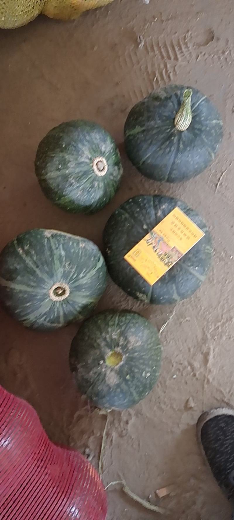 精品板栗，银栗，贝贝，红瓜，需要联系我，大量有货老度杠杠
