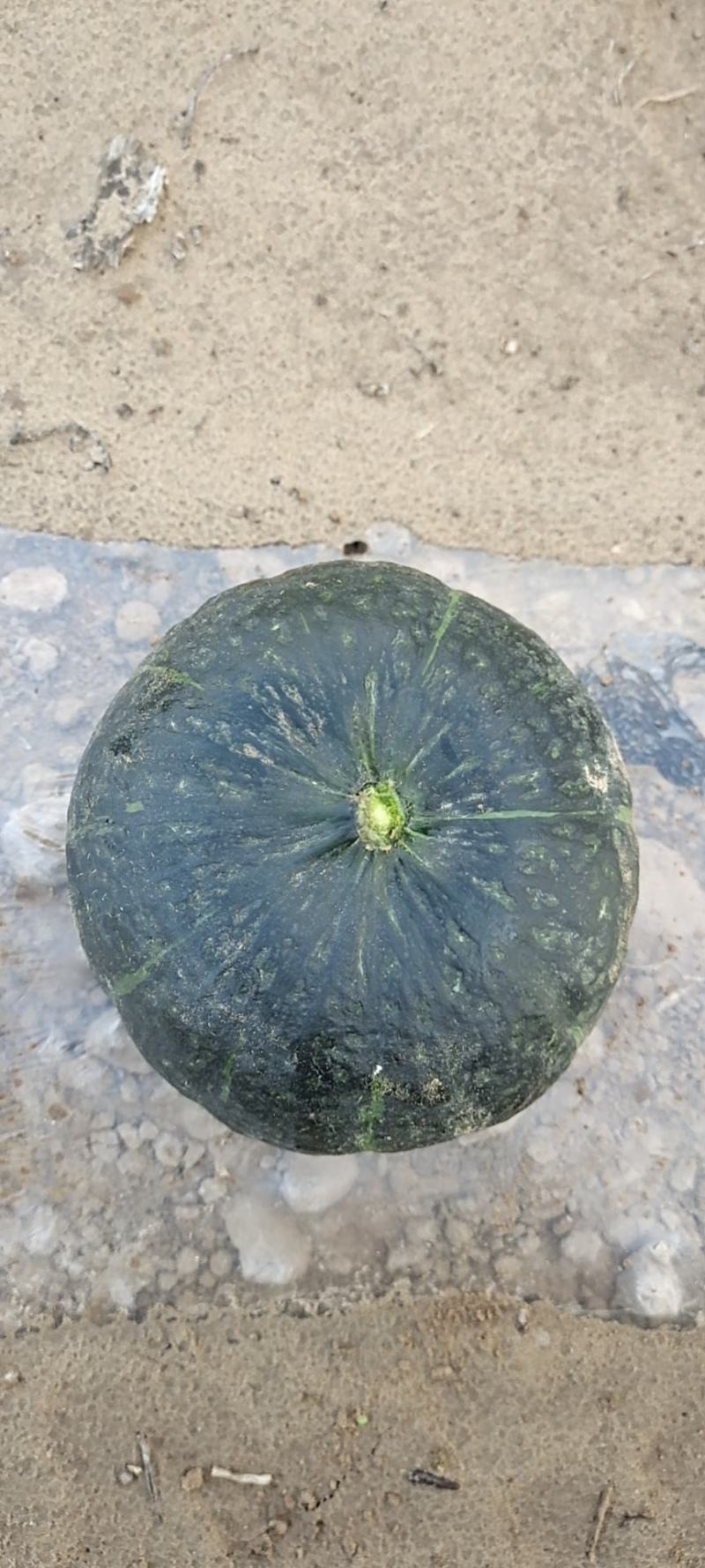 精品板栗，银栗，贝贝，红瓜，需要联系我，大量有货老度杠杠