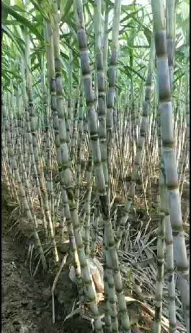 青皮白玉甘蔗大量供应湖北仙桃，新鲜上市，提供返程车
