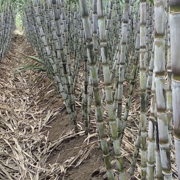 青皮白玉甘蔗大量供应湖北仙桃，新鲜上市，提供返程车