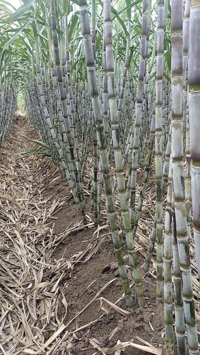 青皮白玉甘蔗大量供应湖北仙桃，新鲜上市，提供返程车