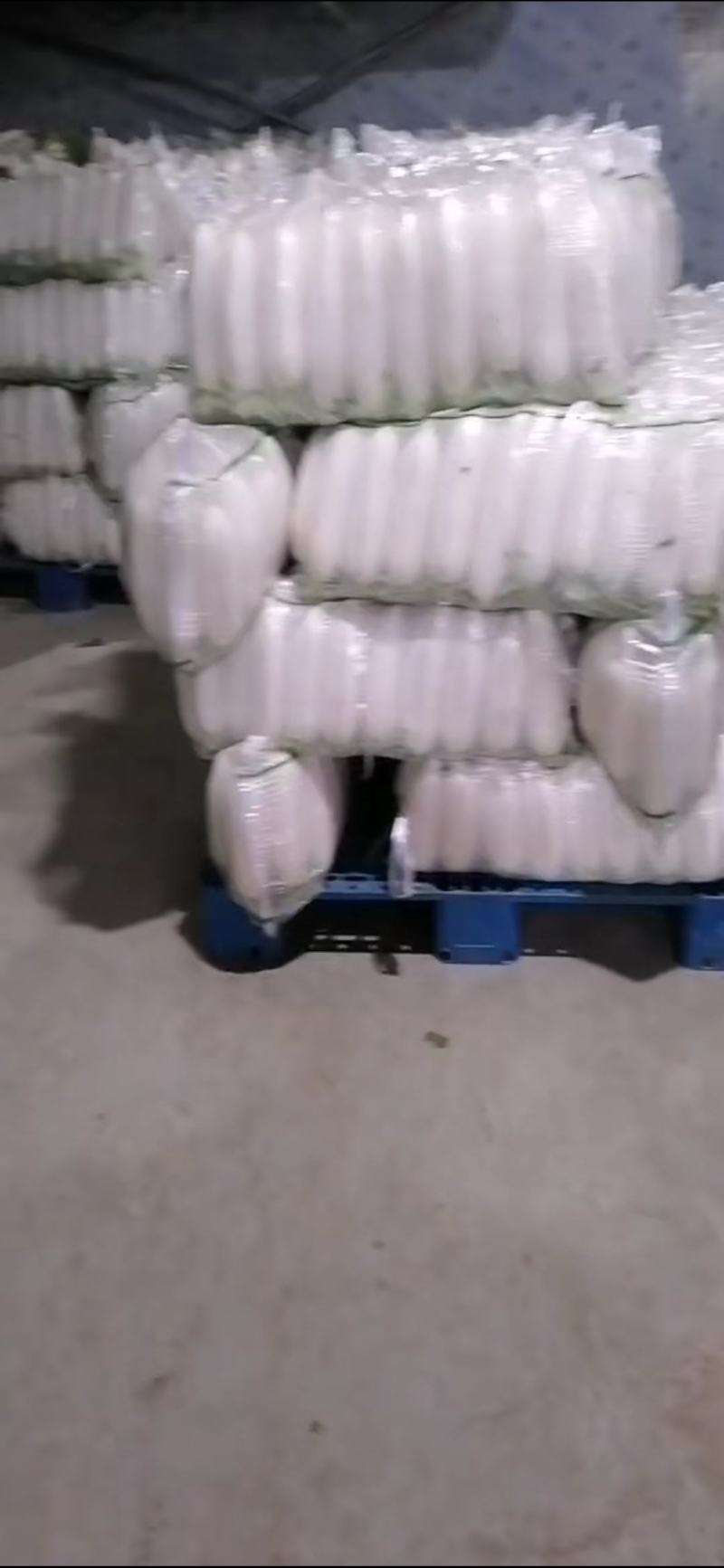 白萝卜，无黑点条形好需要的联系