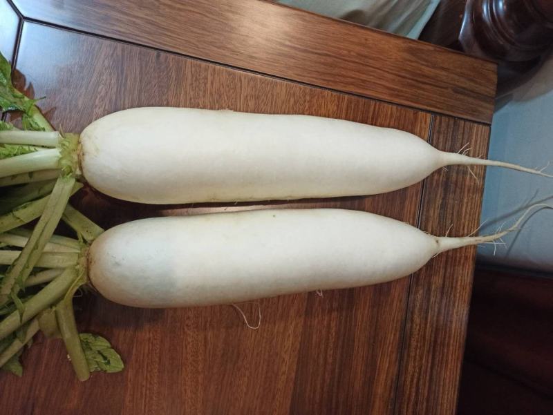 白萝卜，无黑点条形好需要的联系