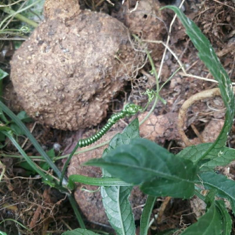 包邮贵州野生雪胆500g苦金盆新鲜中草药材曲莲罗锅底蛇莲