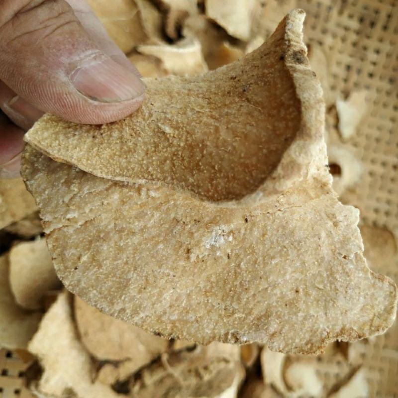 包邮贵州野生雪胆500g苦金盆新鲜中草药材曲莲罗锅底蛇莲