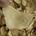 包邮贵州野生雪胆500g苦金盆新鲜中草药材曲莲罗锅底蛇莲