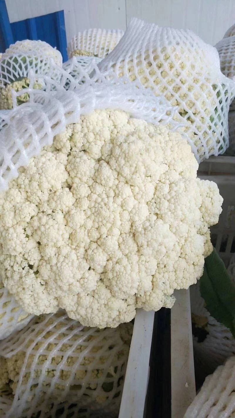有机花菜菜花青梗散花菜小米粒花菜全国代发