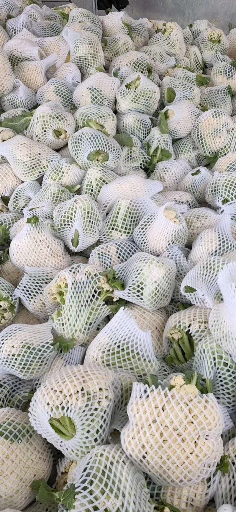 有机花菜菜花青梗散花菜小米粒花菜全国代发