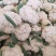 有机花菜菜花青梗散花菜小米粒花菜全国代发