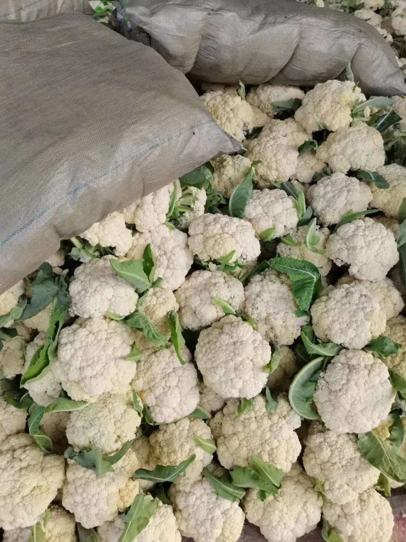 有机花菜菜花青梗散花菜小米粒花菜全国代发