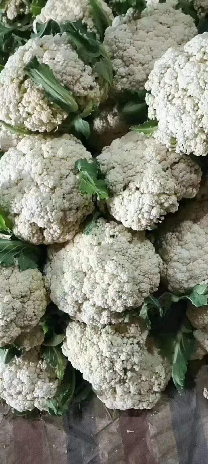 有机花菜菜花青梗散花菜小米粒花菜全国代发