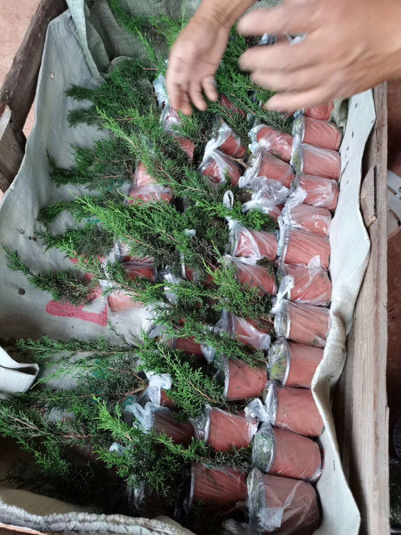 济州真柏杯苗，根系爆盆，成活率超高。己售完勿自行拍，接受预定