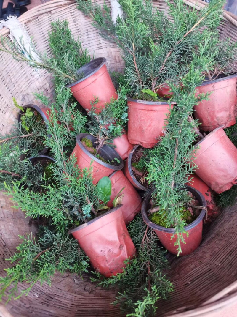 济州真柏杯苗，根系爆盆，成活率超高。己售完勿自行拍，接受预定