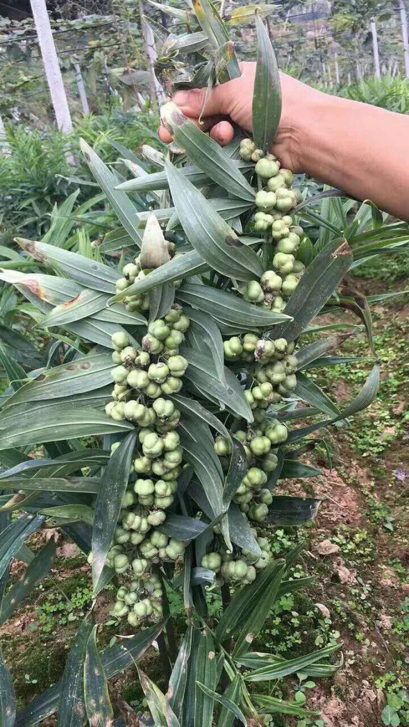 [荐]水洗黄精种子，姜形甜黄精种子，发芽率高自产自销