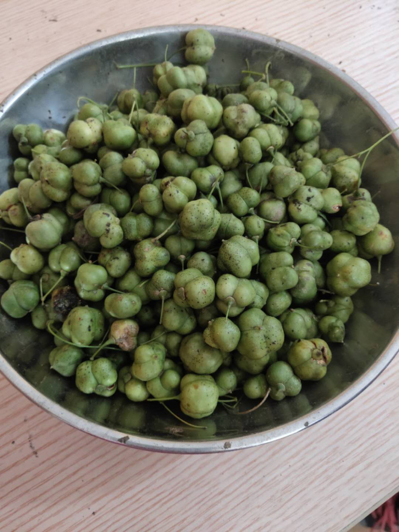 [荐]水洗黄精种子，姜形甜黄精种子，发芽率高自产自销