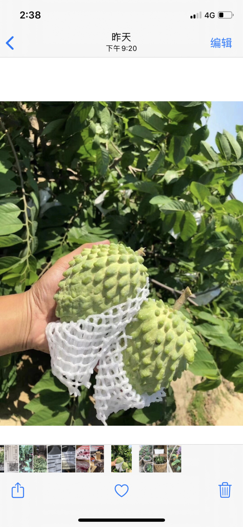 台湾凤梨释迦苗ap释迦苗番荔枝苗林檎苗嫁接苗带土带叶子