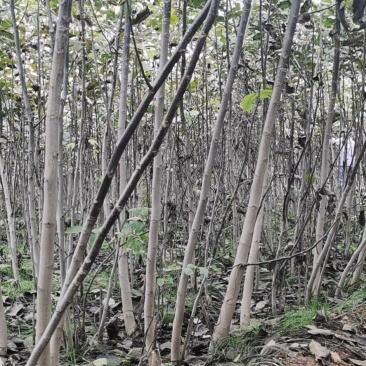 优质嫁接核桃苗大量供应处理2--5--15公分占地核桃树