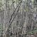 优质嫁接核桃苗大量供应处理2--5--15公分占地核桃树