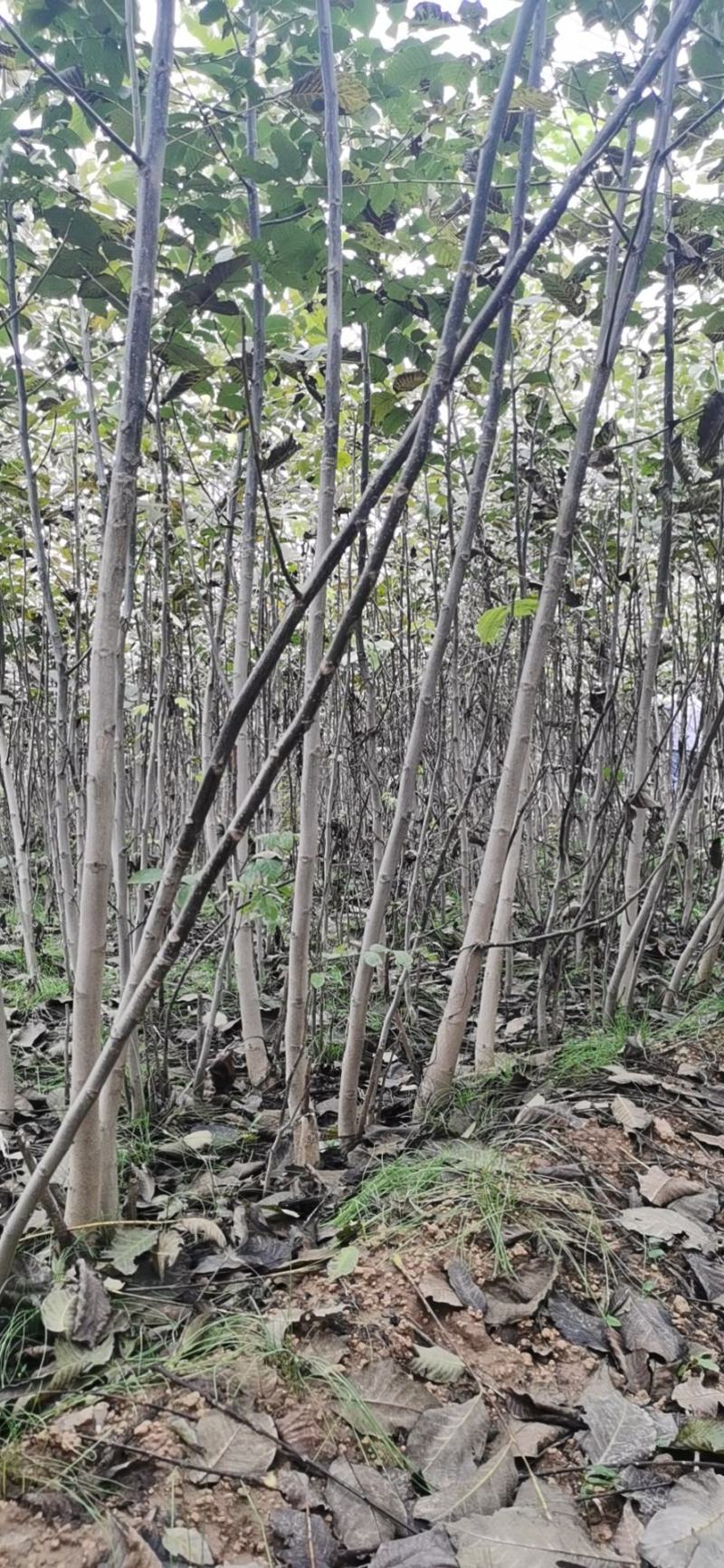 优质嫁接核桃苗大量供应处理2--5--15公分占地核桃树