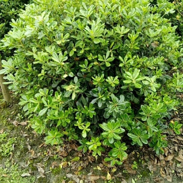 海桐球。规格齐全量大从优