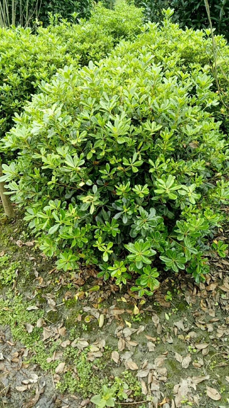 海桐球。规格齐全量大从优