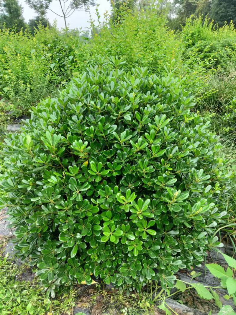 海桐球。规格齐全量大从优