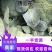 【精品】西兰花，万亩基地，整车大量供应，全国供应