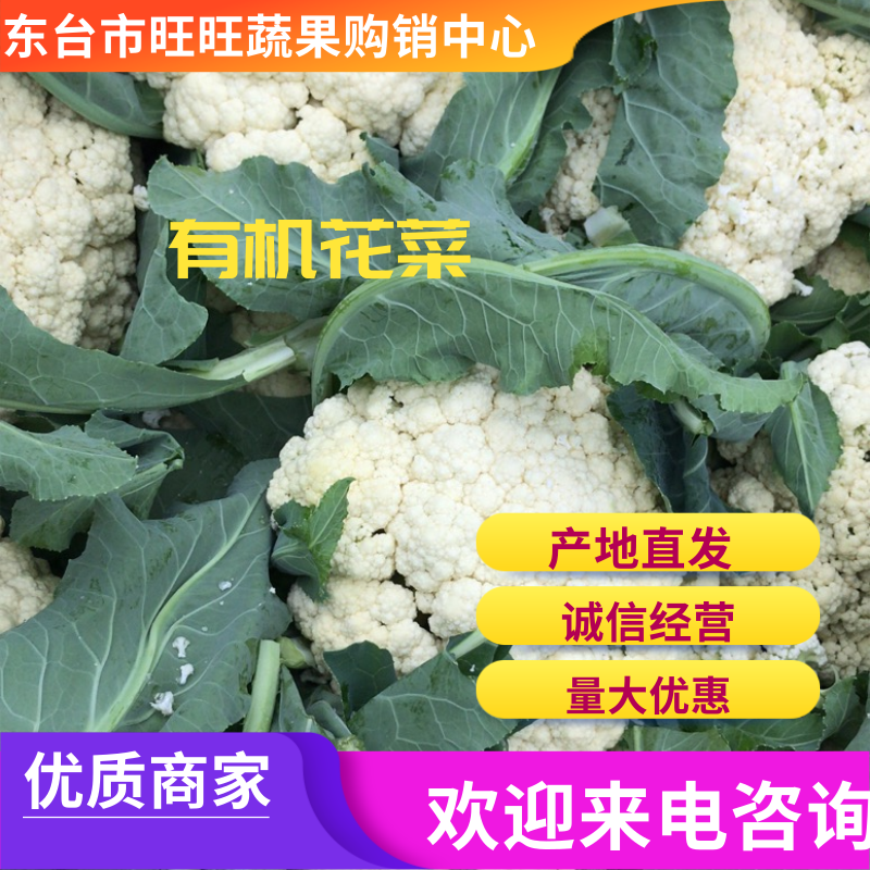 【精品】有机花菜大量上市中供应全国市场整车供应
