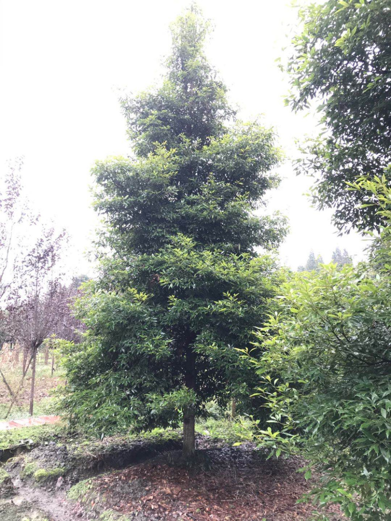 小叶桢楠，15公分楠木出售.桢楠种植苗圃。