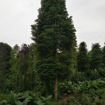 小叶桢楠，15公分楠木出售.桢楠种植苗圃。