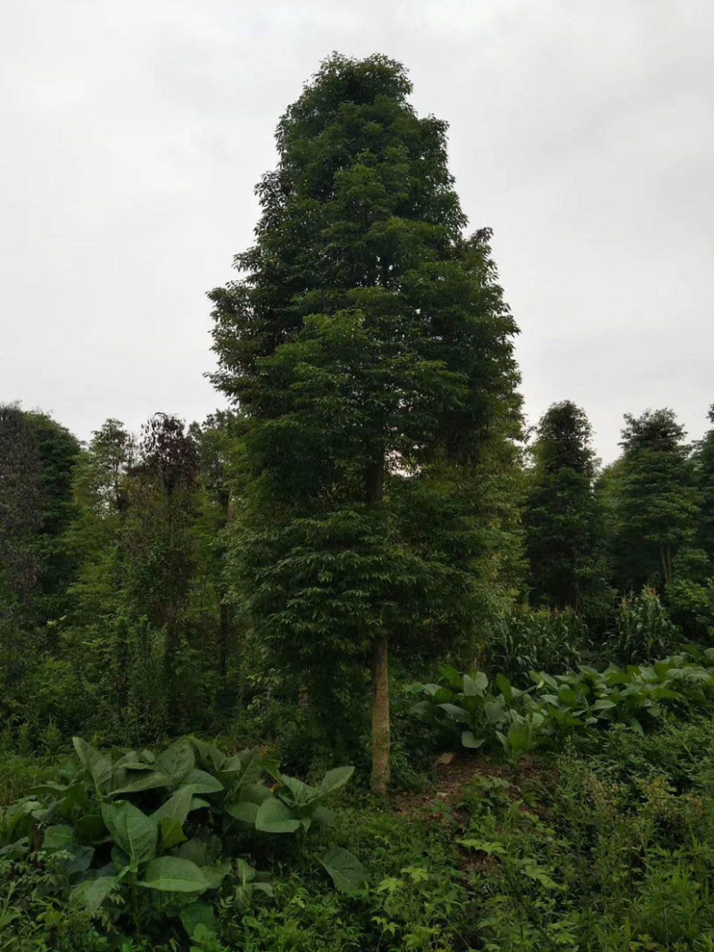 小叶桢楠，15公分楠木出售.桢楠种植苗圃。