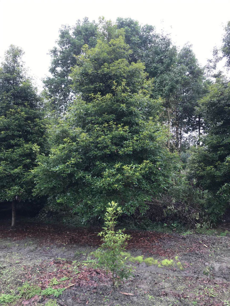 小叶桢楠，15公分楠木出售.桢楠种植苗圃。
