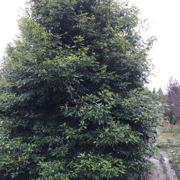 小叶桢楠，15公分楠木出售.桢楠种植苗圃。