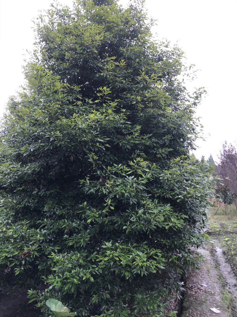 小叶桢楠，15公分楠木出售.桢楠种植苗圃。