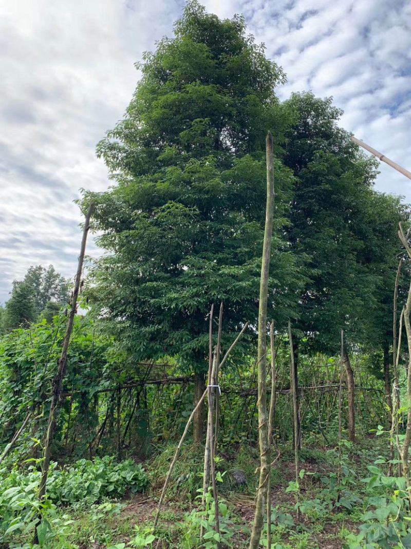 小叶桢楠，15公分楠木出售.桢楠种植苗圃。