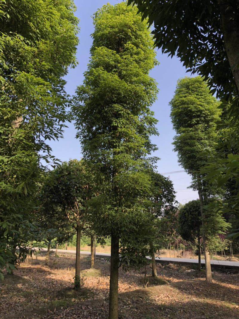小叶桢楠，15公分楠木出售.桢楠种植苗圃。